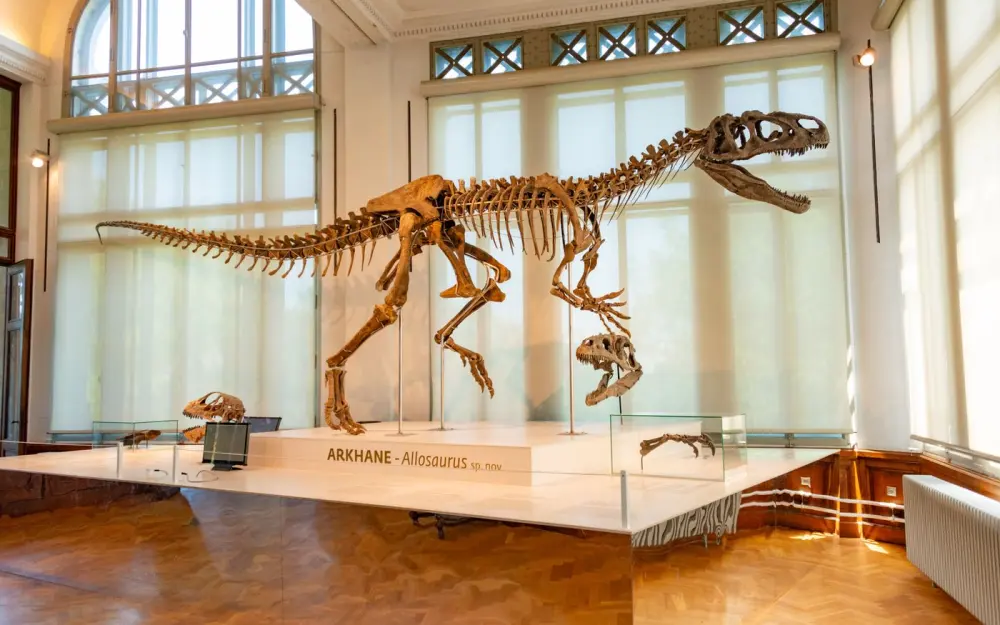 Symbolbild: Allosaurus skeleton displayed in a museum with natural lighting.