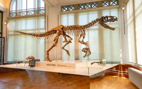 Symbolbild: Allosaurus skeleton displayed in a museum with natural lighting.