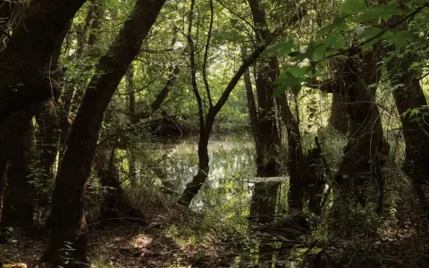 Symbolbild: Tranquil scene of a sunlit forest wetland with reflective water and dense foliage.