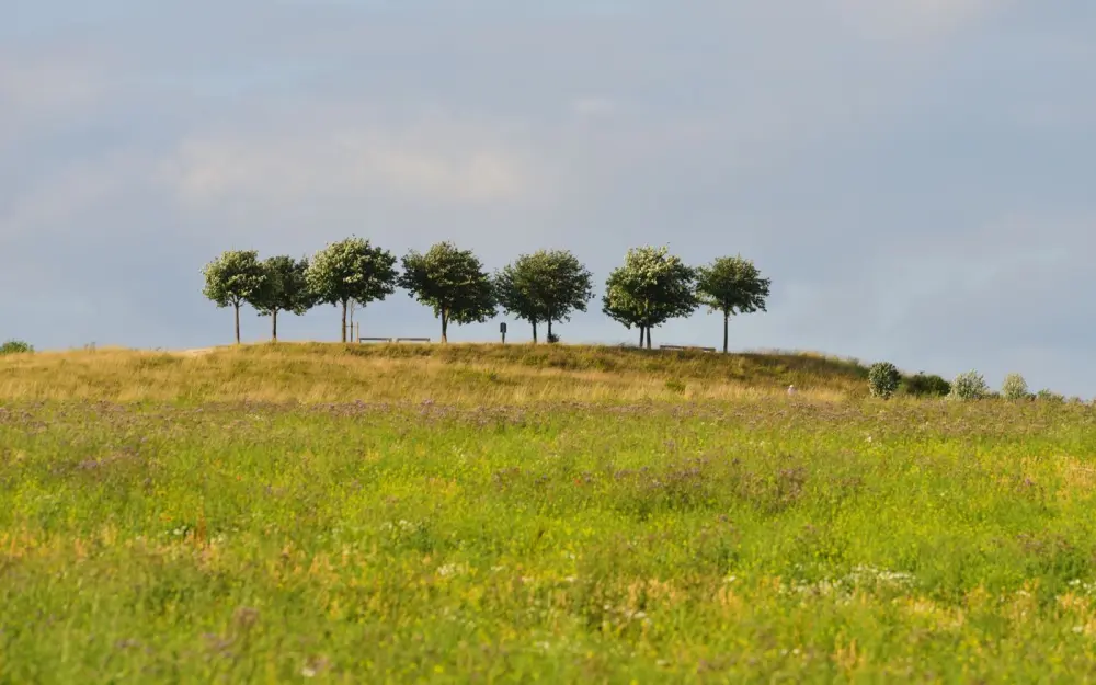 Symbolbild: Scenic view of trees atop a lush green hill under a bright sky in summer, Hannover, Germany.