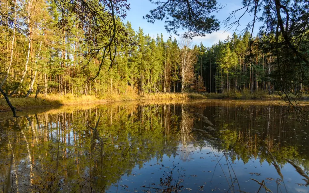 Symbolbild: Serene forest lake reflecting lush trees, capturing the essence of summer tranquility.