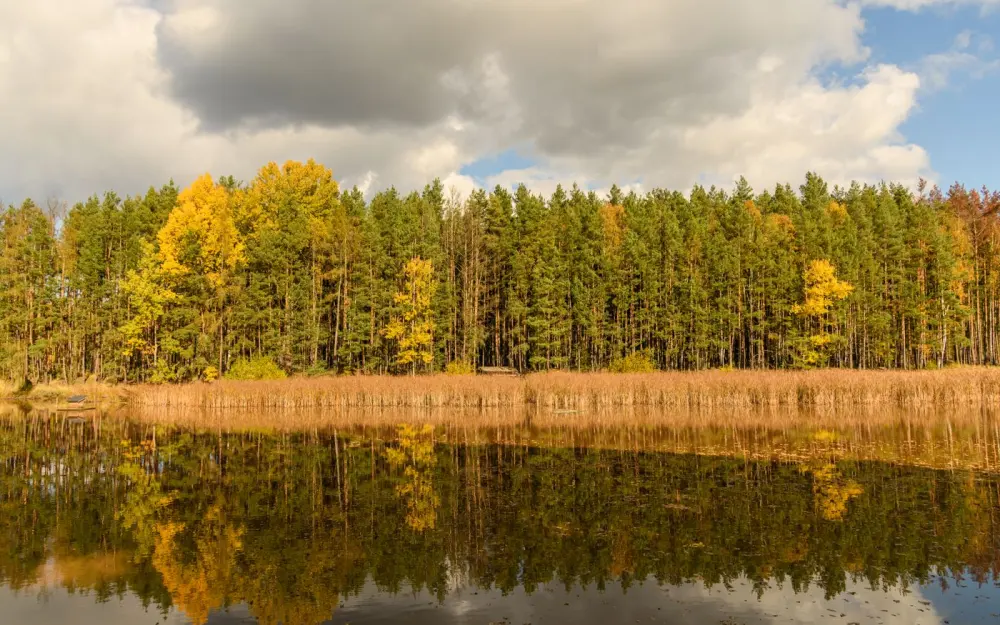Symbolbild: A tranquil autumn lake reflects a vibrant forest under a cloudy sky, showcasing nature's beauty.