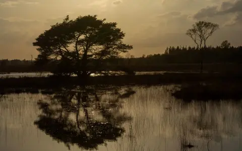 Symbolbild: A tranquil wetland scene at dusk, featuring a silhouette of trees reflected in the calm water.