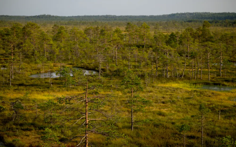 Symbolbild: Aerial photo capturing lush green trees in a serene, scenic wetland forest.