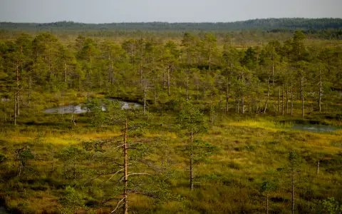 Symbolbild: Aerial photo capturing lush green trees in a serene, scenic wetland forest.