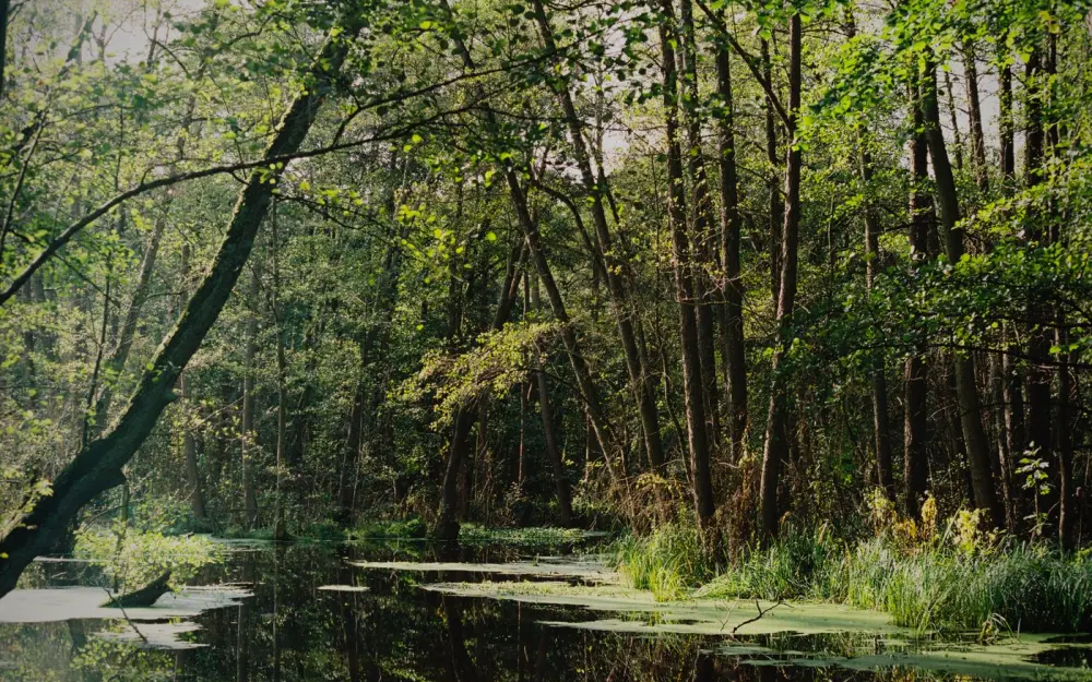 Symbolbild: A serene forest scene depicting a green, swampy marsh with reflections in the water.