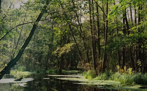 Symbolbild: A serene forest scene depicting a green, swampy marsh with reflections in the water.