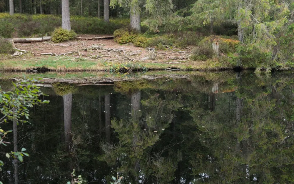 Symbolbild: Peaceful forest scene with tree reflections on a still pond, showcasing serenity and nature's beauty.