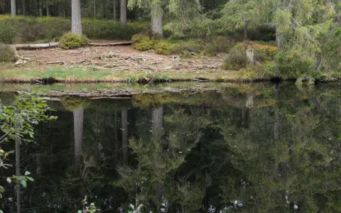Symbolbild: Peaceful forest scene with tree reflections on a still pond, showcasing serenity and nature's beauty.
