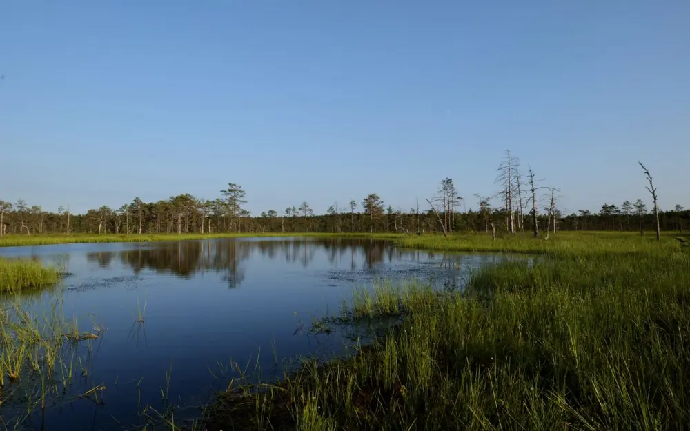 Symbolbild: Peaceful view of a serene lake surrounded by lush grasses under a clear blue sky.