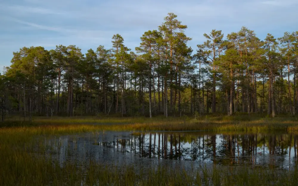 Symbolbild: A tranquil forest pond reflecting trees and sky, captured in early morning light. Perfect for nature lovers.