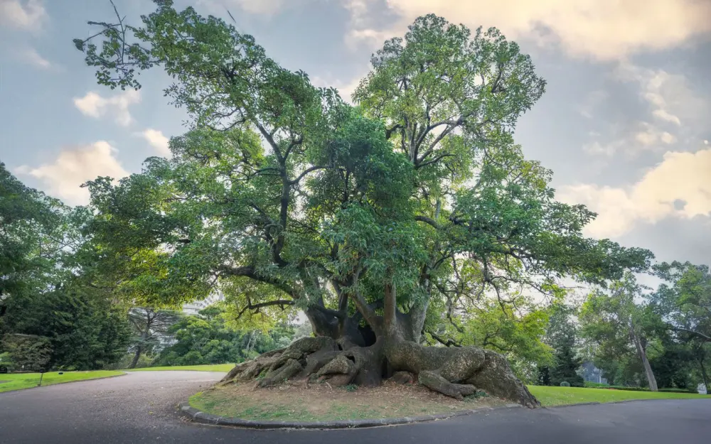 Symbolbild: A stunning old tree in an Auckland park, surrounded by lush greenery and a winding road.