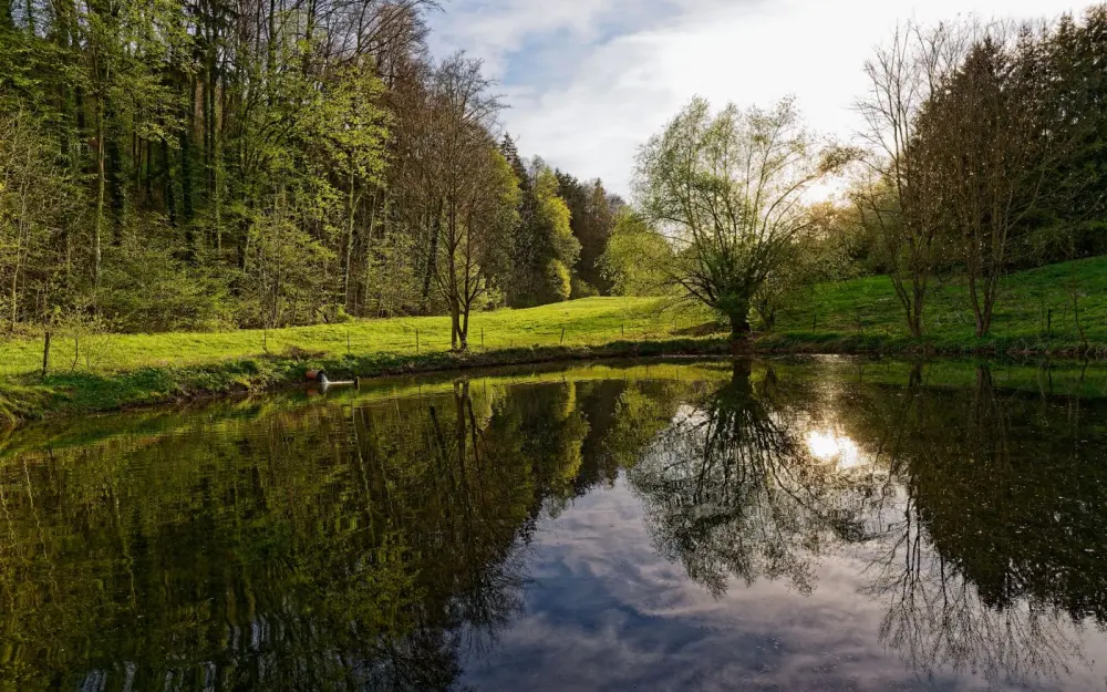 Symbolbild: Serene landscape of a forest pond reflecting lush spring foliage and blue skies.