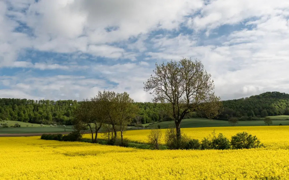 Symbolbild: Vibrant canola field in Holzminden, Germany with trees and hills in the background.