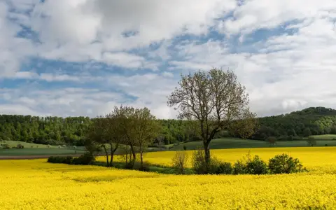Symbolbild: Vibrant canola field in Holzminden, Germany with trees and hills in the background.