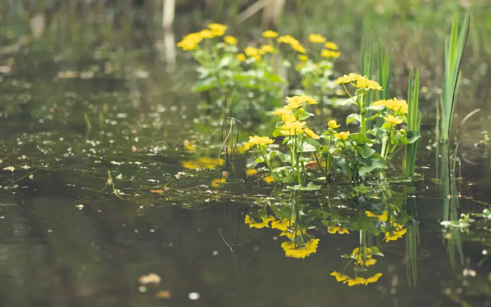 Symbolbild: Yellow flowers reflecting on a calm pond creating a serene summer scene.