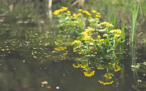 Symbolbild: Yellow flowers reflecting on a calm pond creating a serene summer scene.