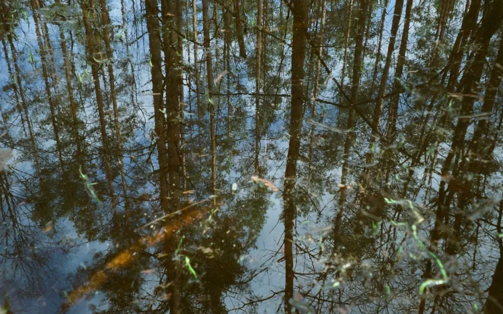Symbolbild: Tall trees reflected in a tranquil pond create a peaceful forest landscape scene.