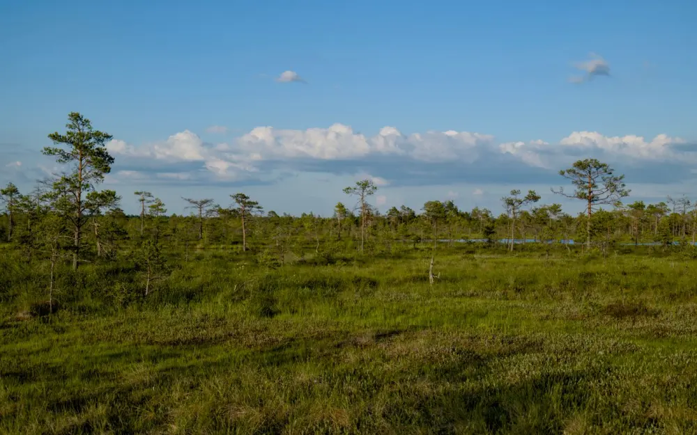 Symbolbild: A serene view of an expansive marshland with scattered trees under a clear blue sky and fluffy clouds.