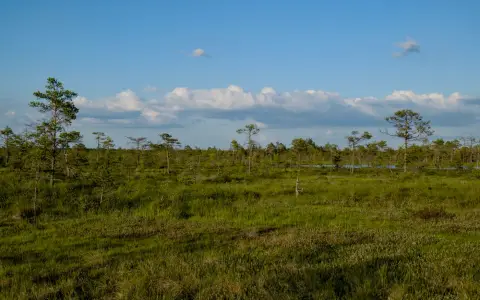 Symbolbild: A serene view of an expansive marshland with scattered trees under a clear blue sky and fluffy clouds.