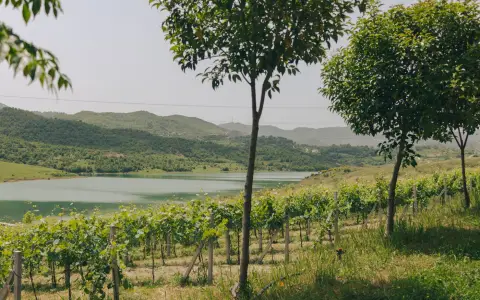 Symbolbild: Beautiful vineyard landscape with a lake and rolling hills in Tirana County, Albania.