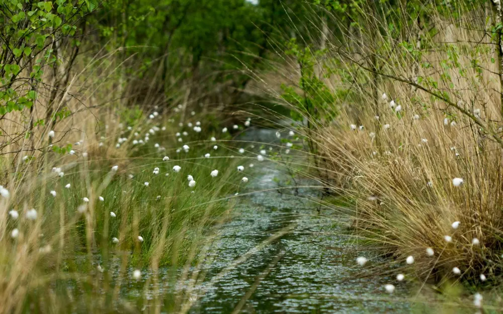 Symbolbild: Serene wetland in Hardenberg, Netherlands, featuring lush greenery and blooming cotton grass.