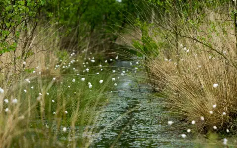 Symbolbild: Serene wetland in Hardenberg, Netherlands, featuring lush greenery and blooming cotton grass.