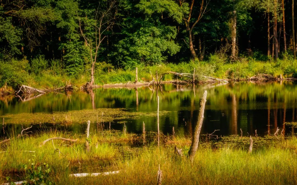 Symbolbild: Serene pond surrounded by lush greenery and reflective waters in a forest setting.