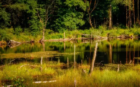 Symbolbild: Serene pond surrounded by lush greenery and reflective waters in a forest setting.
