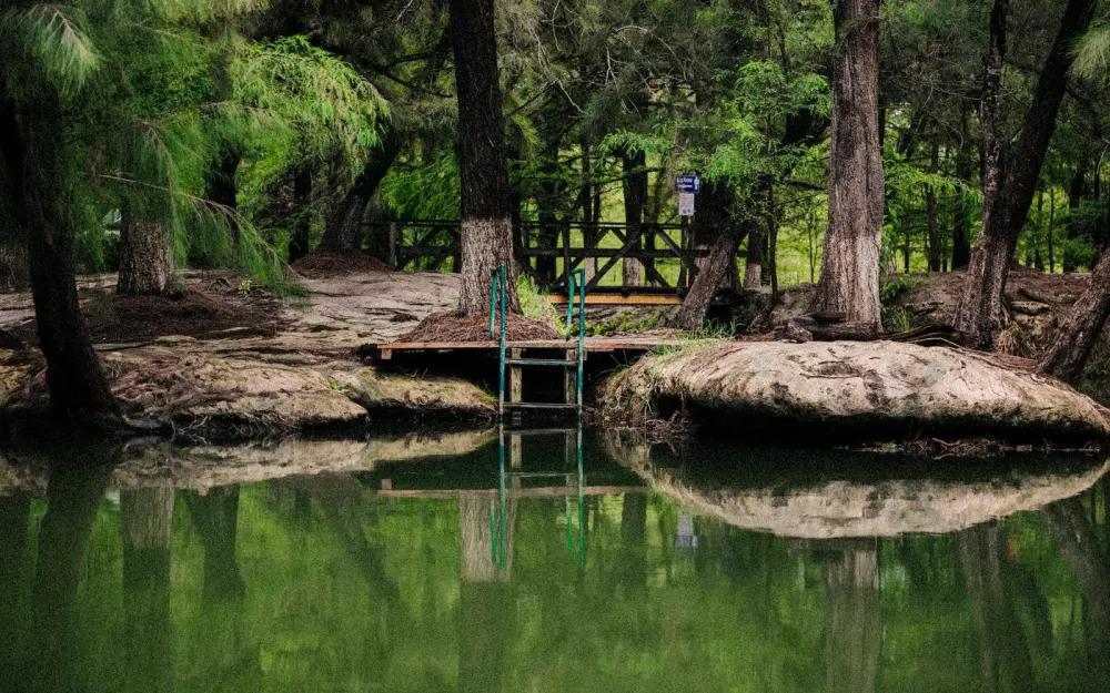 Symbolbild: A serene forest view with trees reflecting in a calm pond, perfect for nature lovers.