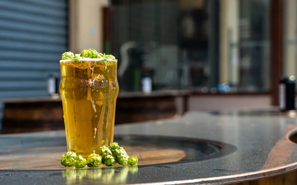 Symbolbild: Tall glass of beer with fresh hops outdoors in Nelson, New Zealand - perfect for craft beer enthusiasts.