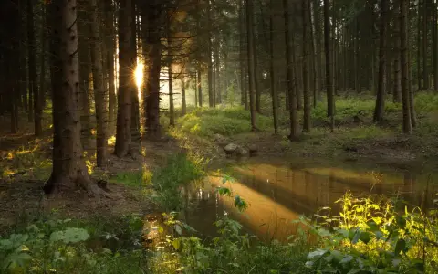 Symbolbild: Sunlight filters through trees, reflecting in a tranquil forest pond.