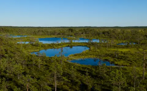Symbolbild: A stunning aerial view of lush green wetlands with tranquil water reflecting the summer sky.