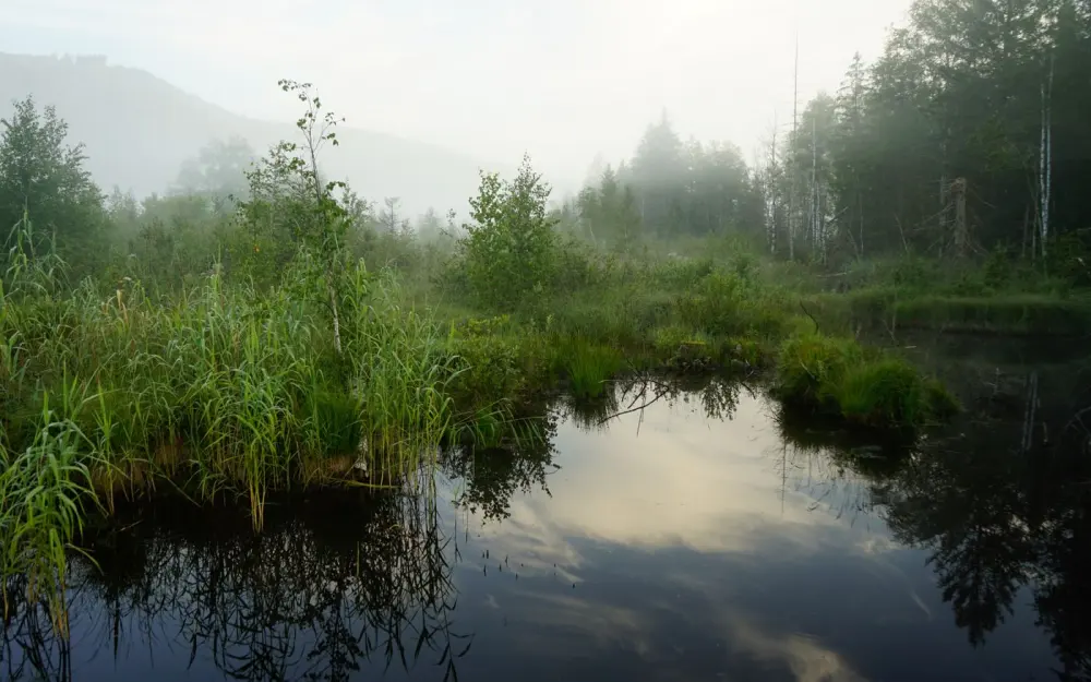 Symbolbild: Tranquil forest pond with mist and reflections during early morning light.