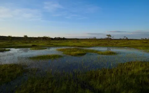 Symbolbild: Peaceful view of a serene wetland with clear blue skies and lush greenery.