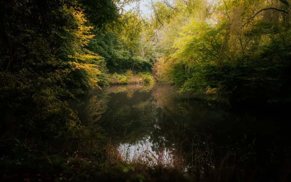 Symbolbild: Captivating forest scenery with a calm pond reflecting lush green foliage in a serene natural setting.