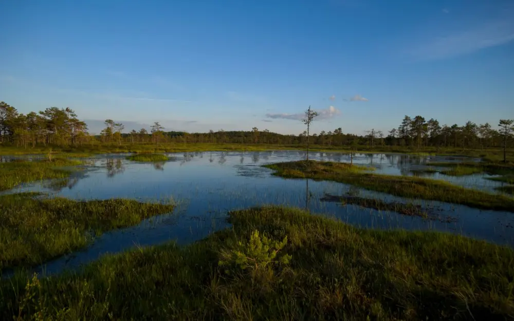 Symbolbild: A serene view of a wetland with clear blue sky, lush green vegetation, and calm water reflecting the sky in summer.