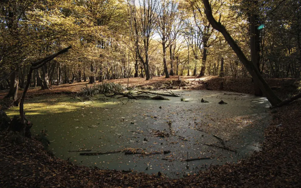 Symbolbild: Peaceful autumn forest with a tranquil pond surrounded by golden leaves.