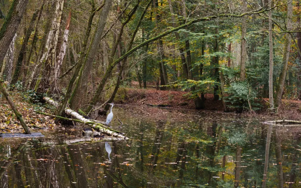 Symbolbild: A heron stands by a calm forest pond, surrounded by autumn trees, exuding tranquility.