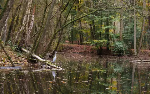 Symbolbild: A heron stands by a calm forest pond, surrounded by autumn trees, exuding tranquility.