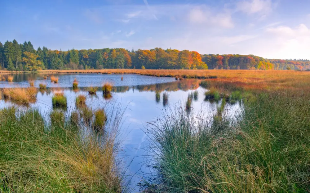 Symbolbild: Scenic view of a tranquil marsh with autumn foliage reflecting in calm waters.
