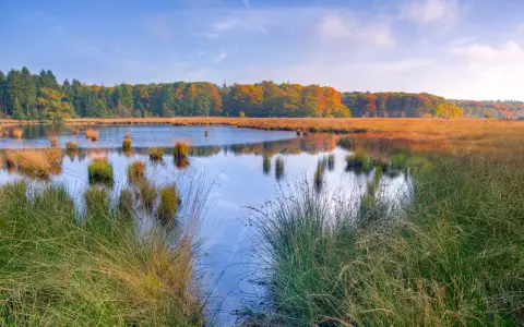 Symbolbild: Scenic view of a tranquil marsh with autumn foliage reflecting in calm waters.