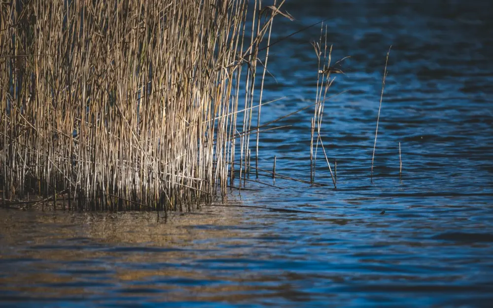 Symbolbild: Peaceful image of reeds by a tranquil lake with soft lighting.