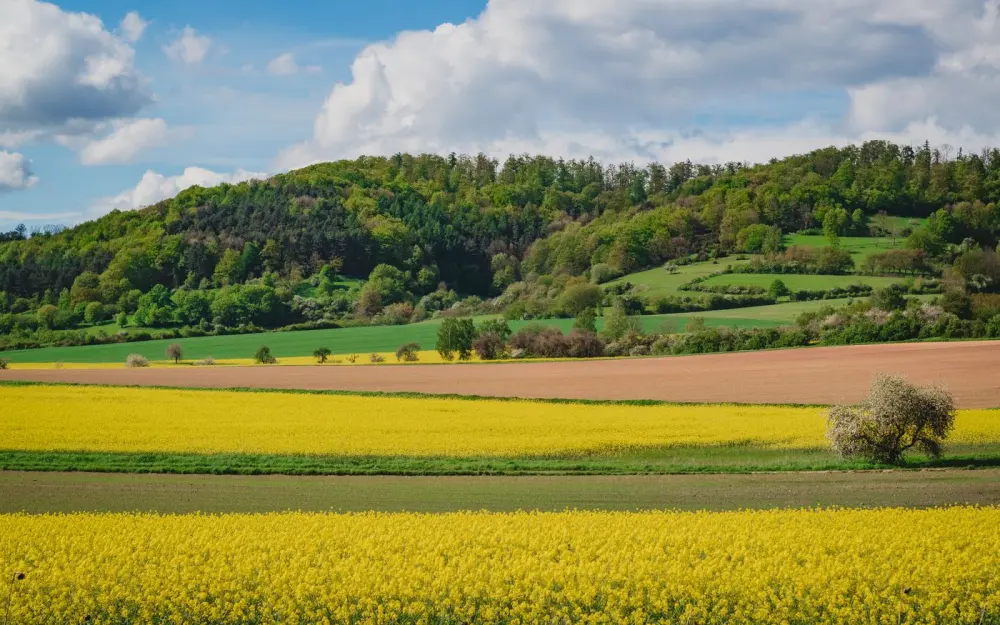 Symbolbild: Beautiful spring fields in Bevern, Germany with vibrant yellow blossoms and lush greenery.