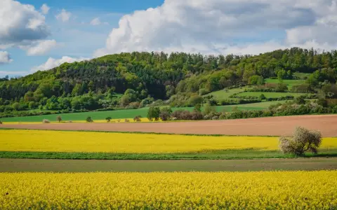 Symbolbild: Beautiful spring fields in Bevern, Germany with vibrant yellow blossoms and lush greenery.