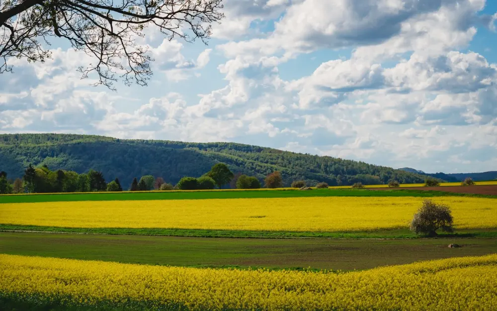 Symbolbild: Beautiful landscape of yellow canola fields under a bright sky in Bevern, Lower Saxony, Germany.