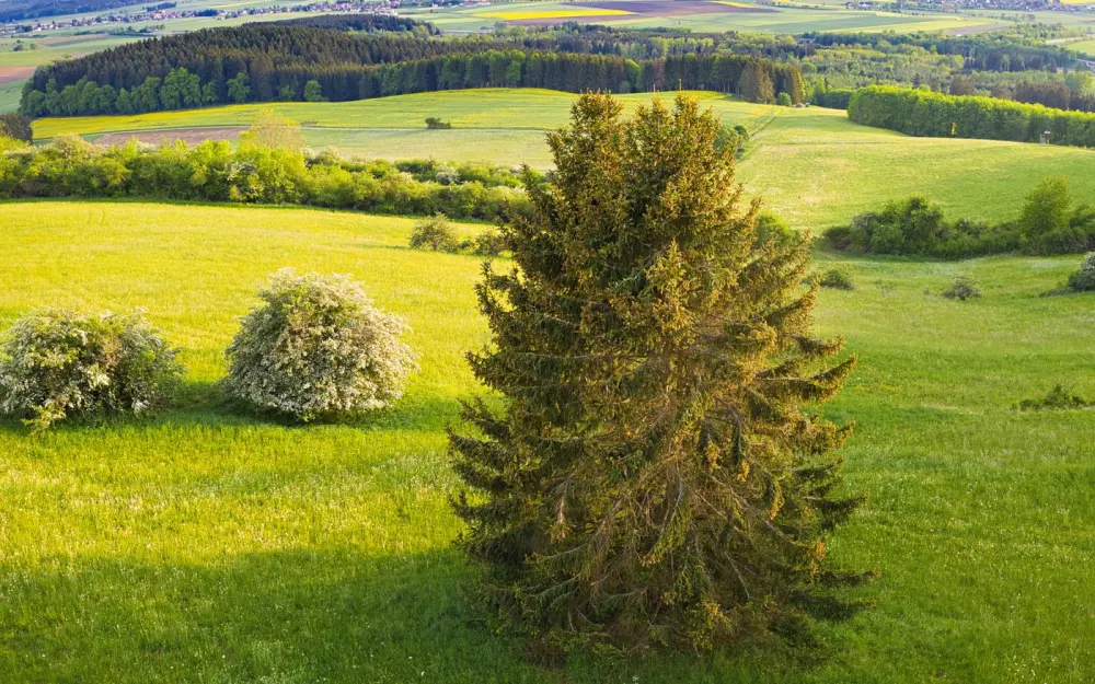Symbolbild: Picturesque view of lush fields and dense forests in springtime at Black Forest, Germany.
