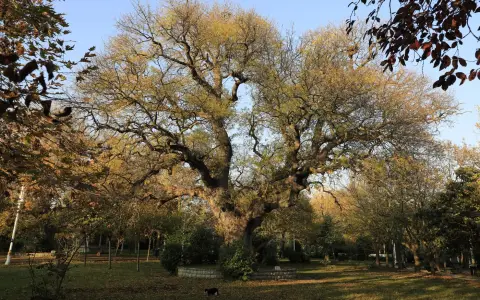 Symbolbild: A large oak tree stands in a serene autumn park, bathed in sunlight.