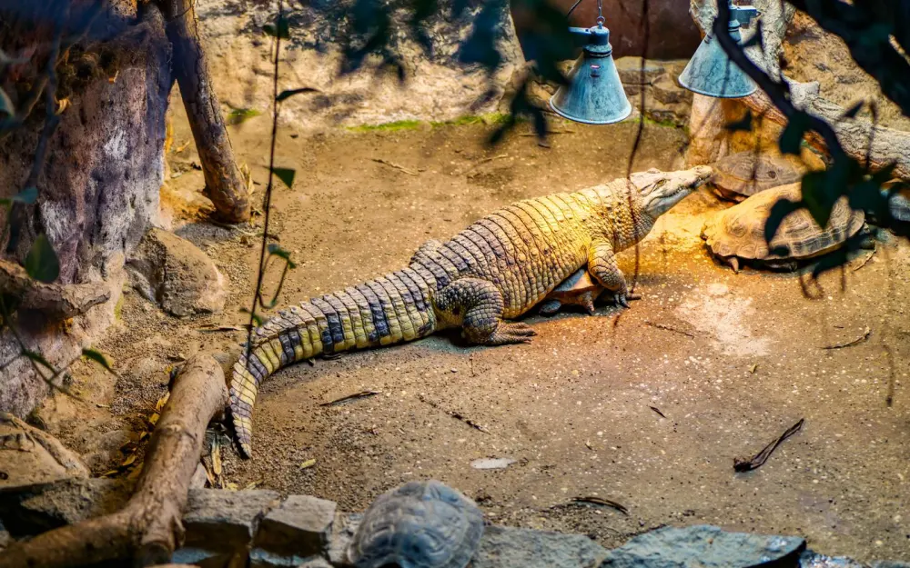 Symbolbild: Crocodile and tortoise basking under heat lamps in an indoor zoo habitat captured in Zagreb, Croatia.