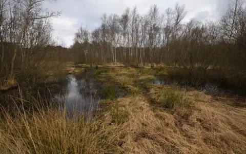 Symbolbild: A tranquil winter landscape of birch trees and wetlands in Isernhagen, Germany.